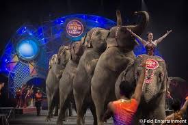 elephants 